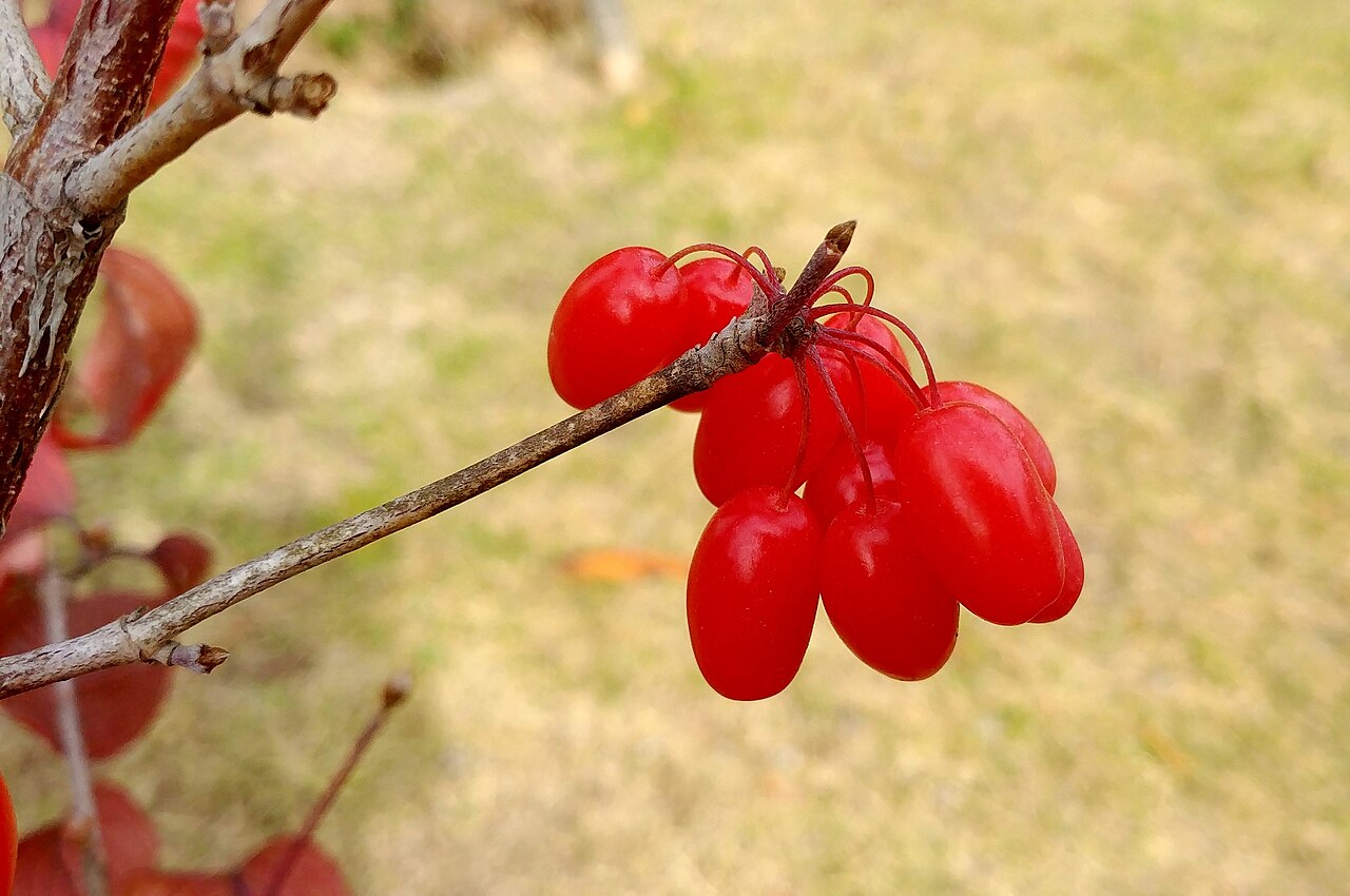 枝头成簇的鲜红山茱萸果实